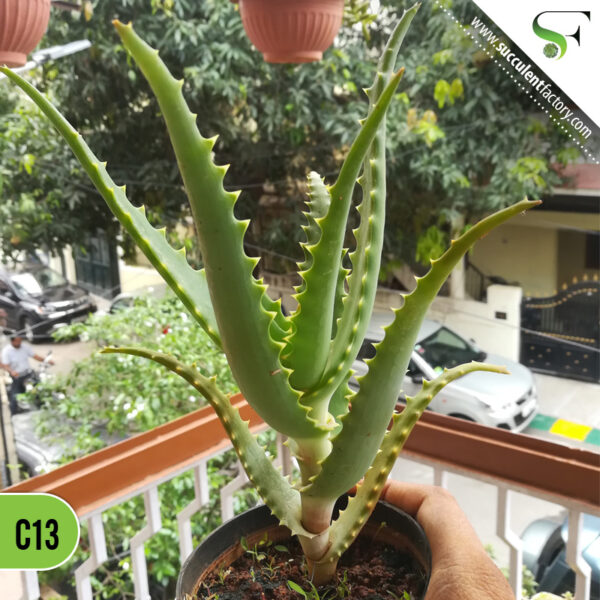 Aloe Arborescens