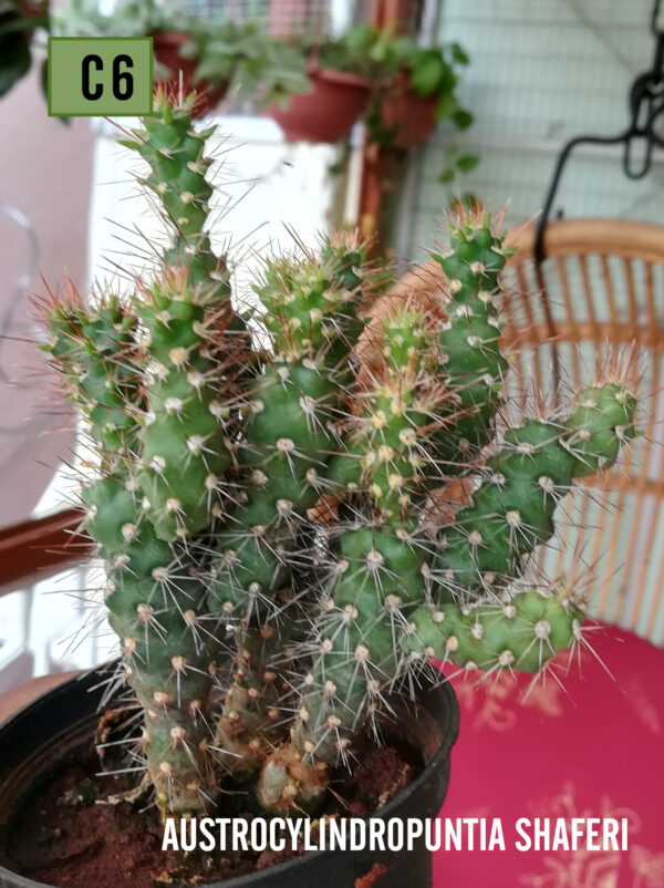 Austrocylindropputia shaferi