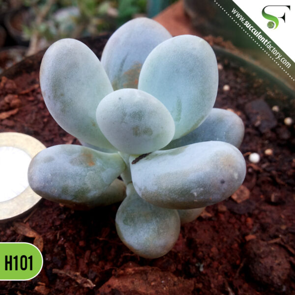 Pachyphytum Oviferum, Moonstones