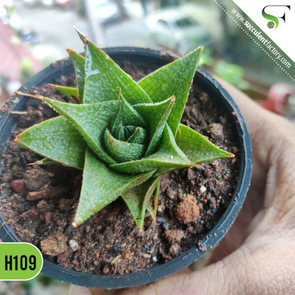 Haworthia