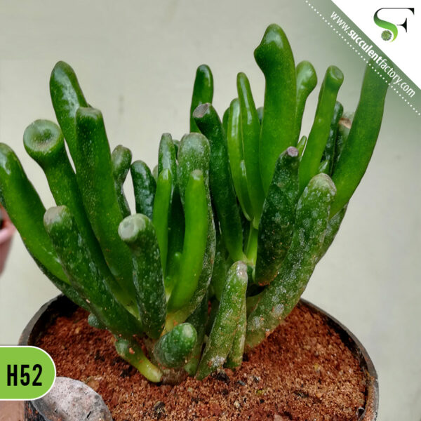 Crassula Hobbit