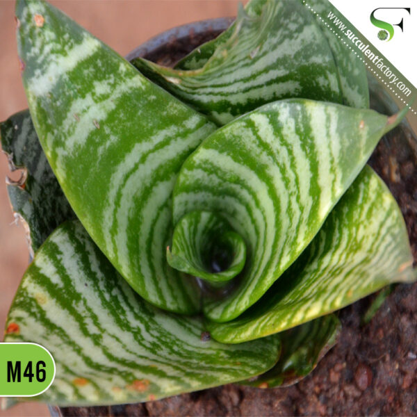 Sansevieria