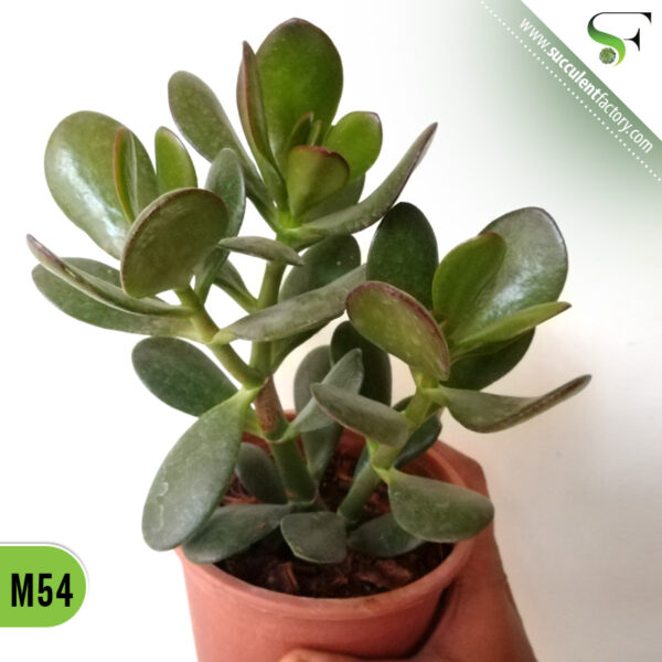 Crassula ovata